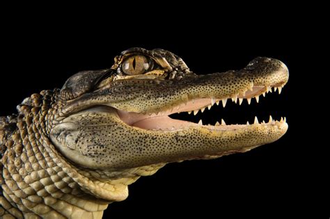 Alligators Are Always Erect And More Weird Reptile Genitalia