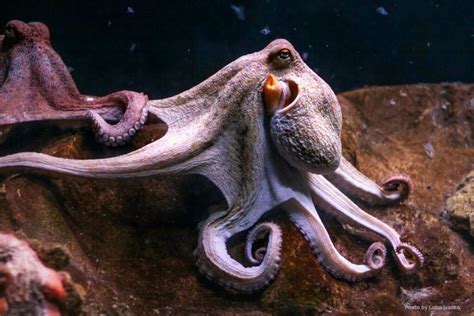 An Octopus Human Relationship Wellbeing International