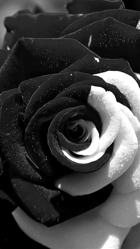 Details 100 White Rose Black Background Abzlocalmx