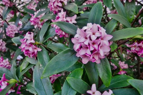 How To Grow And Care For Daphne Shrubs
