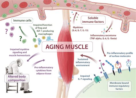 Sarcopenia Top Strategies To Keep Muscle Mass As You Age