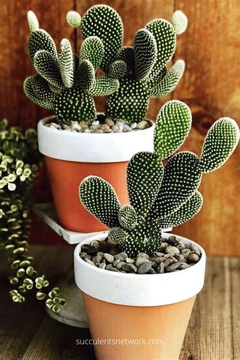 Generally speaking, an indoor cactus needs to be watered once a month, but more frequently if you live in an especially hot climate—ramirez waters the cacti in his southern california greenhouse once a week. How Often to Water Cacti in 2020 | Plants, Cactus plants ...