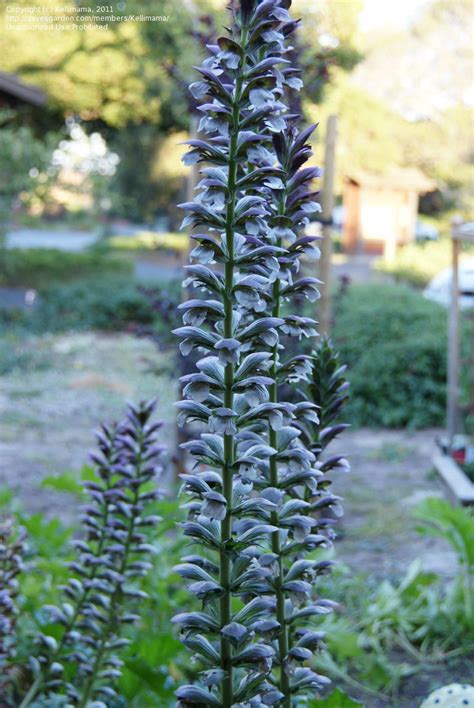 Plant Identification Closed What Is This Very Tall Purple Flowering