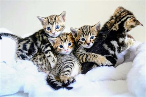 It is possible to leave mom at 8 weeks when her kittens first leave, your cat may be a little upset. When Can Bengal Kittens Leave Their Mother?