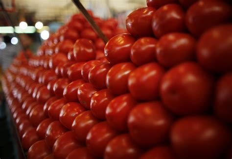 Mexico Probing Allegations Of Forced Labor At Tomato Export Firms Reuters