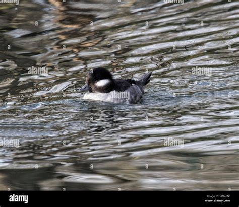 Female Bufflehead Duck Swimming Stock Photo Alamy