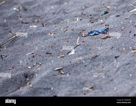 Tortuguero wonders hi-res stock photography and images - Alamy