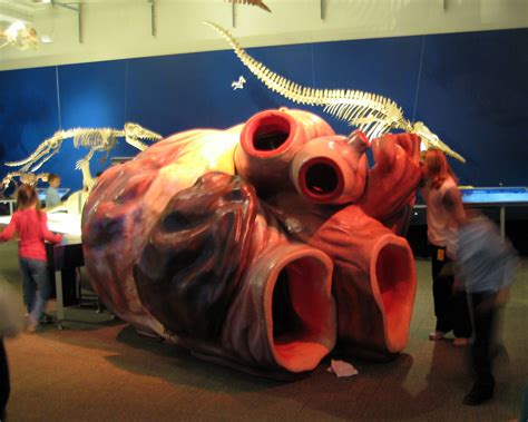 Carnegie Museum Whale Heart Replica Playground Feral Godmother Flickr