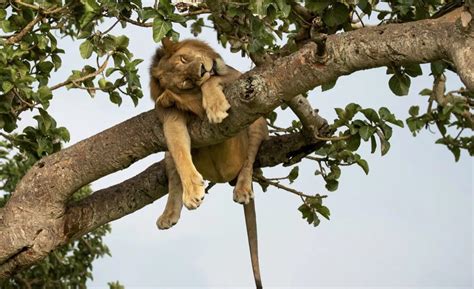 These Rare Lions Climb Trees