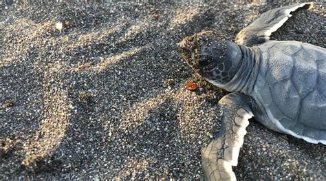 Sea Turtle Conservation In Mexico Projects Abroad