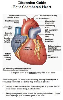 Chambered Heart Dissection Guide By Jacob Steinmetz Tpt