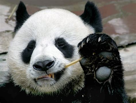 Thailands Sex Shy Giant Panda Dies Aged 19