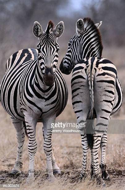 Zebra Front Photos And Premium High Res Pictures Getty Images