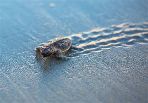 Sea Turtle Nesting Season Tropical Breeze Resort And Hotel