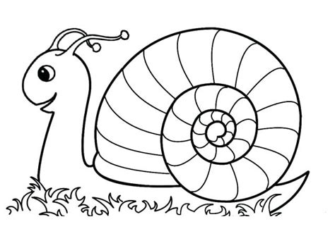No spam ever subscribe free these coloring pages are easy to download print and color. Realistic Snail Drawing at GetDrawings | Free download