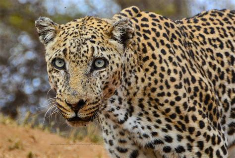 Leopard euthanised after biting a park guide in South Africa | In The Field | Earth Touch News