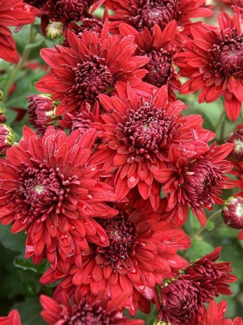 Well you're in luck, because here they come. Mum Show Off -- Bluestone Perennials