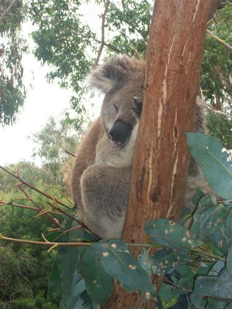 Pin By Connie L Fletcher On Koalas Koala Koala Bear Cuddly Animals