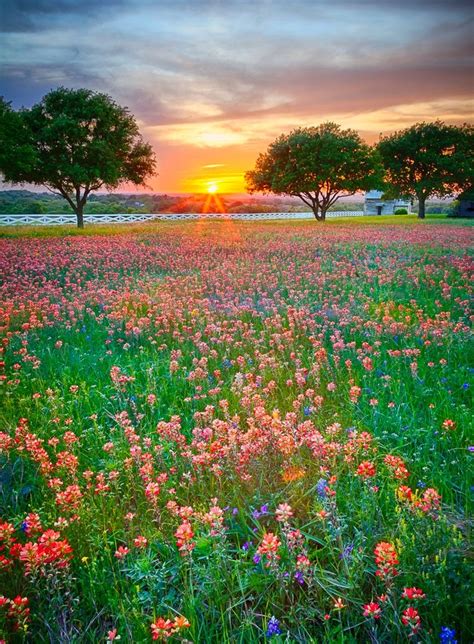 Flowers Fields Stunning Nature