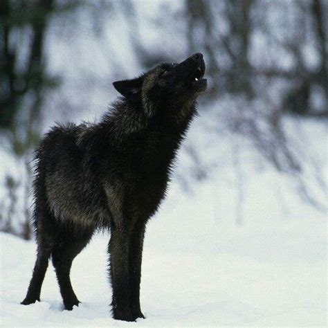 Beautiful Black Wolf Wolf Pictures Animal Pictures Beautiful