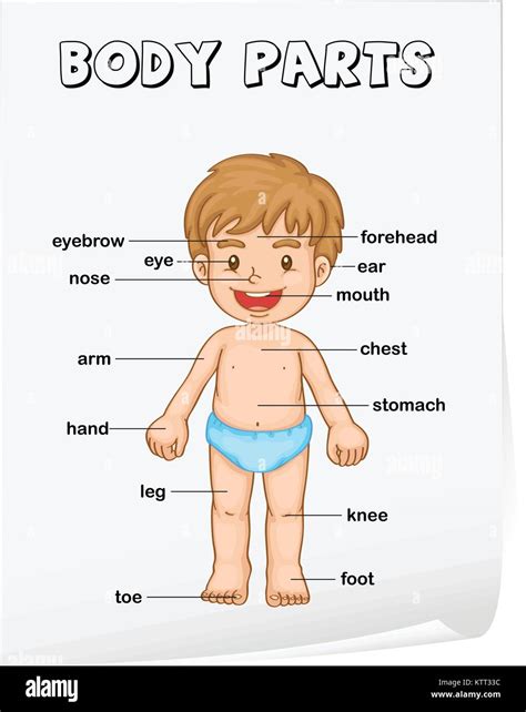 Vocabulary Worksheet Parts Of The Body Stock Vector Art