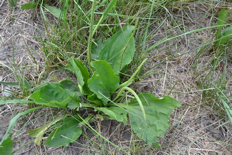 Broadleaf Plantain Also Known As Common Plantain Is A Broadleaf Weed