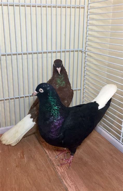 Pair Of White Tail Pigeons For Sale In Sheffield South Yorkshire