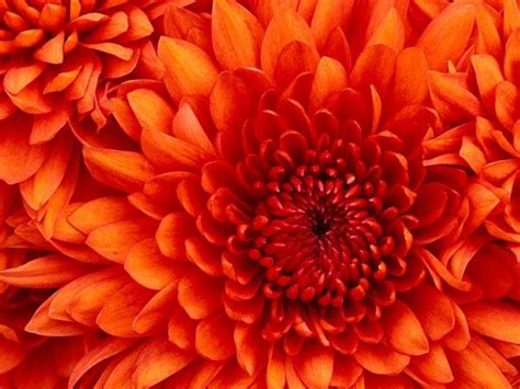 Macro Flowers Orange Flowers Wallpapers Hd Desktop And Mobile