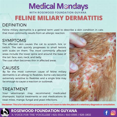 Feline Miliary Dermatitis Is Rosewood Foundation Guyana
