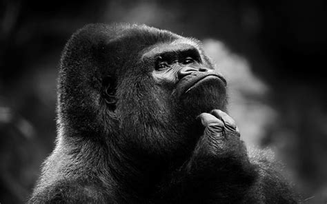 120 Gorilla Hd Wallpapers And Backgrounds