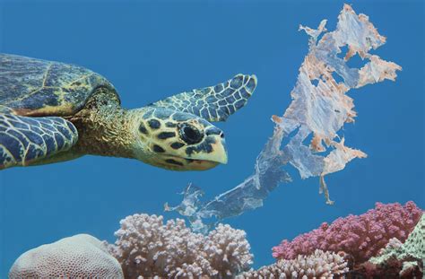 Ocean Pollution Getty Images News
