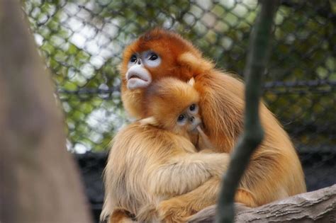 See more of kebun binatang bandung on facebook. 10 Kebun Binatang Terbaik dari Seluruh Perfektur Jepang