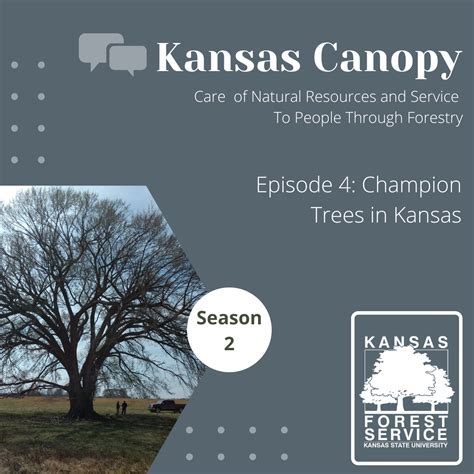 Champion Trees Kansas Forest Service Kansas State University