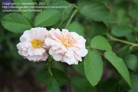 Ebay.com has been visited by 1m+ users in the past month PlantFiles Pictures: Hybrid Musk, Shrub Rose 'Cornelia ...