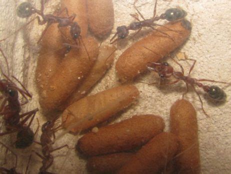 Ant Pupae Facts Information And Photos
