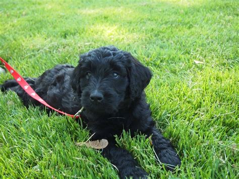 The toy goldendoodle has curly hair, round black eyes, a dark muzzle, and floppy ears hanging close to their shoulders. black goldendoodle puppy | Goldendoodle, Goldendoodle ...