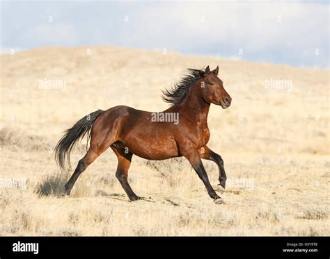 Wild Horse Mustang Bay Running Great Divide Basin Wyoming Usa