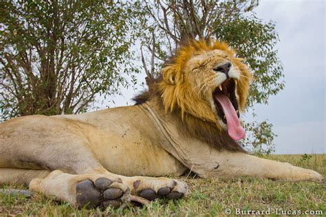 Lion Yawn Burrard Lucas Photography