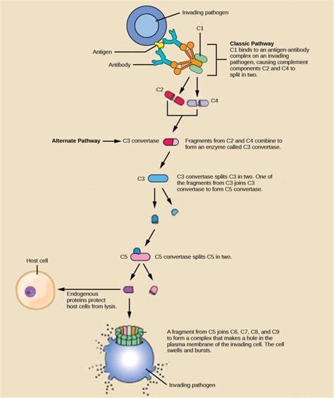 The Innate Immune Response Biology For Majors Ii