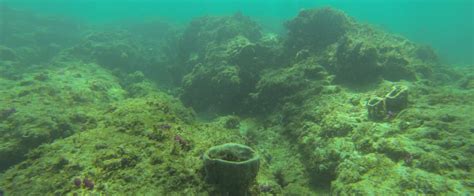 Coral Reef At St Lucie Inlet Preserve Florida State Parks