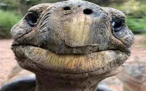 Jonathan La Pi Antica Tartaruga Vivente Secondo Guinness World