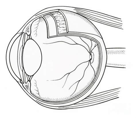 Illustration Of Eye Anatomy Photograph By Science Source
