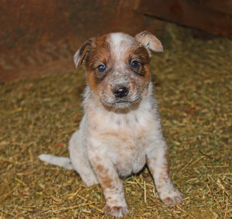 Queensland Heeler Puppy Dogs For Sale In Ventura County