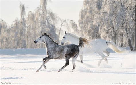 Horses In Snow Wallpapers Top Free Horses In Snow Backgrounds