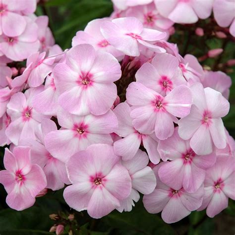 Phlox Candy Store® Cotton Candy White Flower Farm