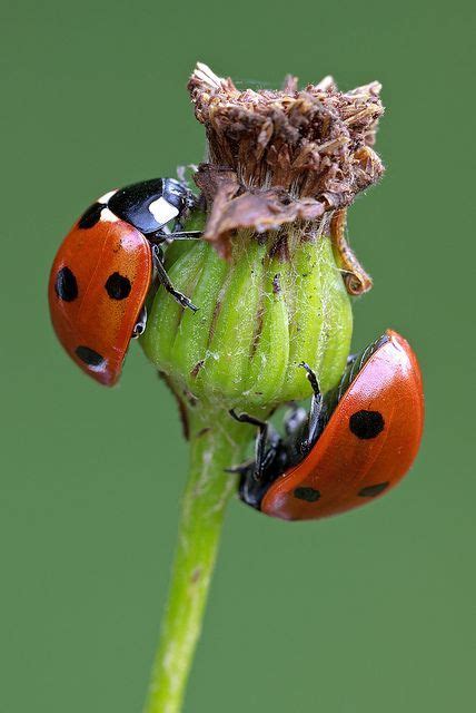 All You Need To Know About Ladybugs Poisonous с изображениями Божьи