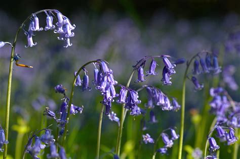 Bluebell Arches Flowers Wildlife Photography By Martin Eager