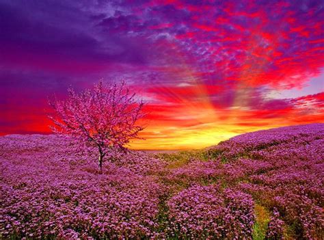 Colorful Sky Light Sunlight Shine Glow Amazing Meadow