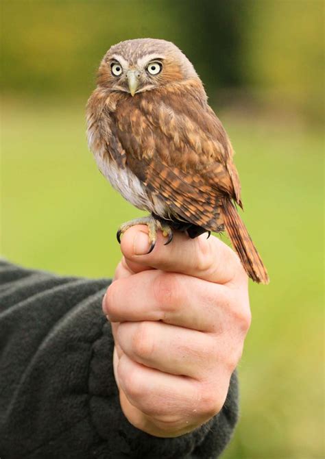 Ferruginous Pygmy Owl Owl Pet Birds Owl Bird
