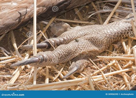 Dead Griffon Vulture Claw Stock Photo Image Of Natural 30906590